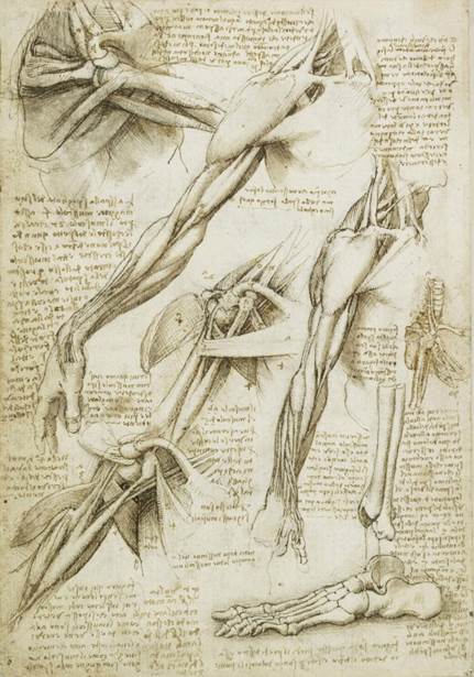 Image result for anatomy da vinci